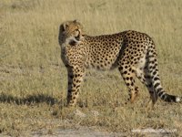 Cheetah, XGA - 265 KB, SXGA - 407 KB