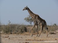 Giraffe bull, XGA - 156 KB, SXGA - xxx KB