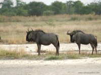 Wildebeest, XGA - 147 KB, SXGA - 226 KB