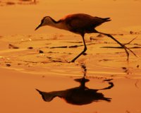 African Jacana, SXGA - 146 KB