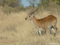 Red Lechwe, XGA - 199 KB, SXGA - 339 KB