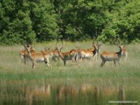 Red Lechwe, XGA - 199 KB, SXGA - 300 KB