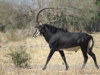 Sable Antelope, XGA - 165 KB, SXGA - xxx KB