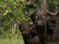 African Cape Buffalo cow, XGA - 109 KB, SXGA - 196 KB