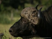 African Cape Buffalo bull, XGA - 106 KB, SXGA - 184 KB