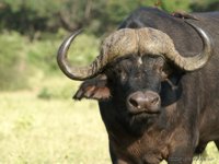African Cape Buffalo bull, XGA - 134 KB, SXGA - 233 KB