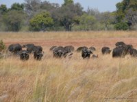 African Cape Buffalo herd, XGA - 209 KB, SXGA - 339 KB